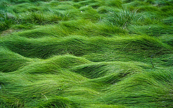 Nature, Grass, Relief, Cover HD wallpaper