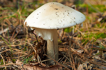 CDC warns, Deadly mushrooms, Poisonings surge, Public health concern HD wallpaper