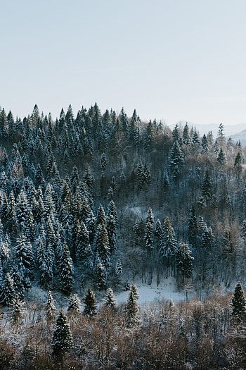 Winter, Nature, Trees, View From Above, Forest, Snow Covered, Snowbound HD phone wallpaper