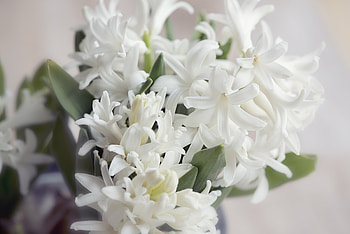 Hyacinth, Nature's beauty, Hyacinth bloom, Jooinn HD wallpaper