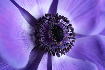 Violet, Flower, Macro, Close-Up, Purple HD wallpaper