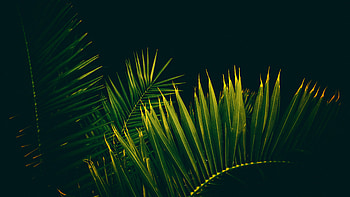 Palm Tree Leaves Branches HD wallpaper