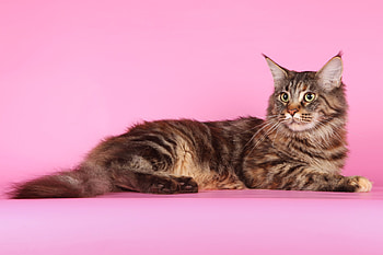 Animals, Cat, Fluffy, Beautiful, Thick, Fat, Maine Coon, Maine HD wallpaper