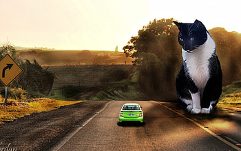 Cute Cat, cute, road, cat, animals HD wallpaper