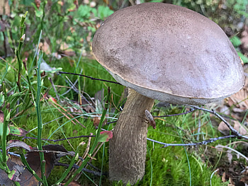 Brown birch boletes, Yarner heath, David at the Hall of Einar, Food HD wallpaper