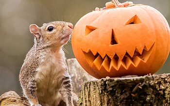 Curious, animal, halloween, pumpkin, cute, orange, veverita, squirrel HD wallpaper
