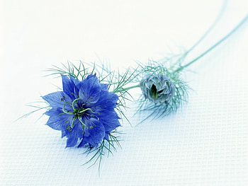 Plants, Flowers HD wallpaper
