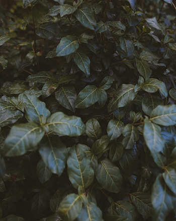 Nature, Leaves, Bush, Plant HD phone wallpaper