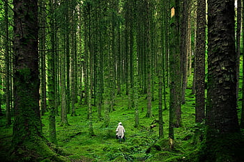 A solitary person walking in the lush, green forests of Inverness in the Scottish Highlands HD wallpaper