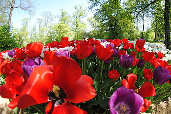 spring colours, garden, nature, flowers, tulips, spring HD wallpaper