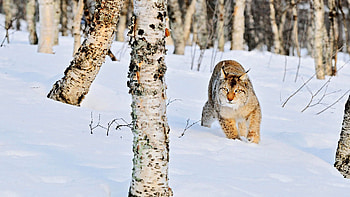 Animals, Winter, Snow, Birches, Iris, Grove HD wallpaper