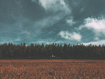 Nature, Trees, Sky, Forest, Field, Meadow HD wallpaper