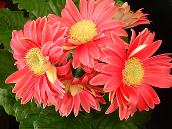 Pink Gerbera/Daisies, pink, petals, nature, flowers, gerbera HD wallpaper