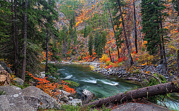 Forest river, Pine Trees HD wallpaper