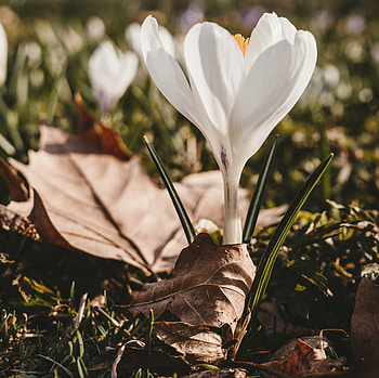 Leaves, Flower, Macro, Spring, Crocus HD wallpaper