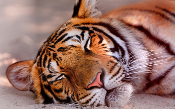 Animals, Muzzle, Big Cat, Tiger, Sleep, Dream HD wallpaper