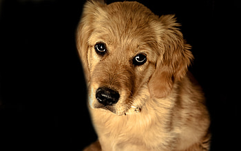 Animals, Dogs HD wallpaper