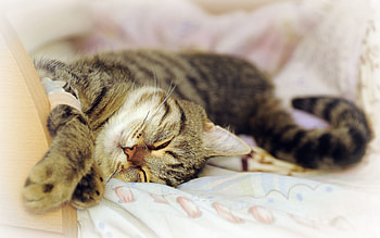 Animals, Cat, To Lie Down, Lie, Playful, Dream, Sleep HD wallpaper