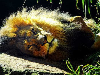 The Majestic Lion, cats, cat, lion, big HD wallpaper