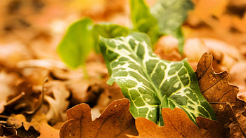 Grass, Leaves, Macro, Dry, Veins HD wallpaper
