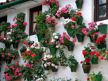 flowers on the wall, spain, wall, flowers, cordoba, andalucia, pots HD wallpaper