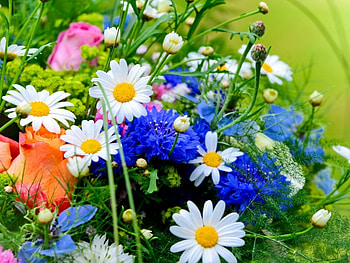 Plants, Flowers HD wallpaper