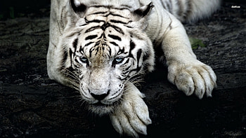 White-Tiger-Cool-Backgrounds-.jpg HD wallpaper