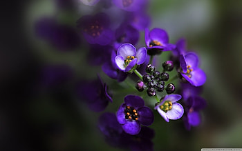 Delicate flowers, purple, flowers, spring, purple flowers HD wallpaper