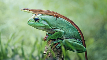 Frog and lizard HD wallpaper