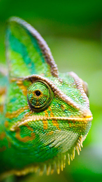Chameleon, Green Lizard HD phone wallpaper