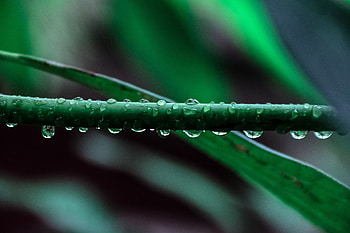 Water drops, leaf, close up HD wallpaper