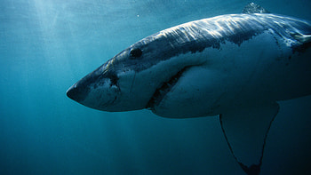 1, 000 pound great, Coast of New Jersey, Great white shark, Off coast HD wallpaper