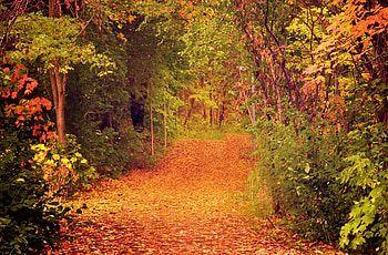 Nature, Trees, Autumn, Forest, Foliage HD wallpaper