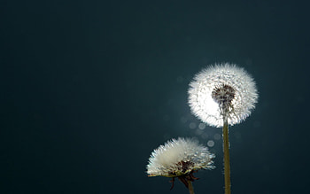 Plants, Flowers, Dandelions HD wallpaper
