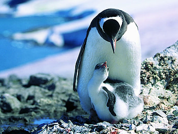 Maternal-Love, oceanlife, see animals, penguins, motherly love HD wallpaper