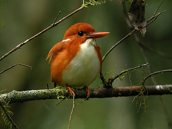 MADAGASCAR PYGMY KINGFISHER, feathers, bird, madagascar, flight, kingfisher, pygmy HD wallpaper