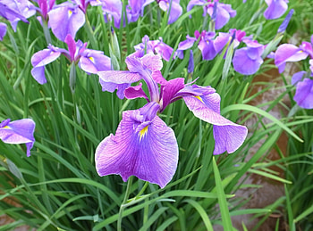 Flowers, Greens, Flower Bed, Flowerbed, Spring, Irises HD wallpaper