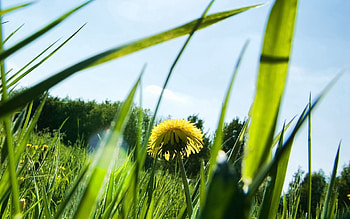 Nature, Grass, Sun, Summer, Glare, Shine, Light, Dandelion HD wallpaper