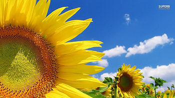 Sun Flower, Day, Sun, Flower, Sunny HD wallpaper