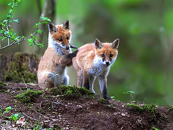 Fox Cubs, cool, fox, cubs HD wallpaper