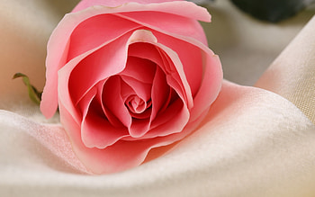 Plants, Flowers, Roses HD wallpaper
