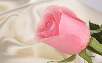 Plants, Flowers, Roses HD wallpaper