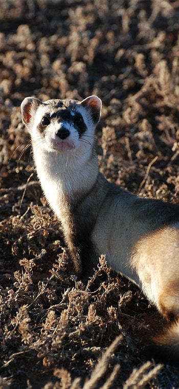 Mischievous ferret, Furry friend, Adorable poses, Cute expressions HD phone wallpaper