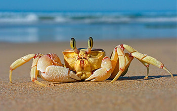 Animals, Sea, Beach, Sand, Crab HD wallpaper