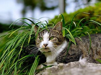 Cat in the grass, animal, kitten, cute, cat, nature, grass, pet HD wallpaper