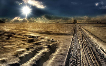 tracks in the snow r, winter, sunshine, snow, tracks, r, tree HD wallpaper