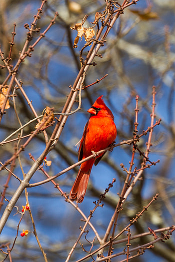 Animals, Bird, Wood, Tree, Branches HD phone wallpaper