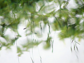 Canes over water, canes, reflex, pond HD wallpaper