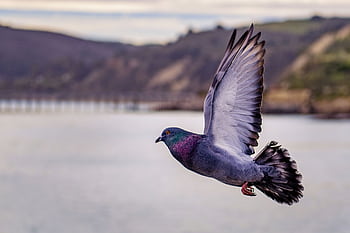 A beautiful close-up of a pigeon flying over water with scenic backgrounds. HD wallpaper