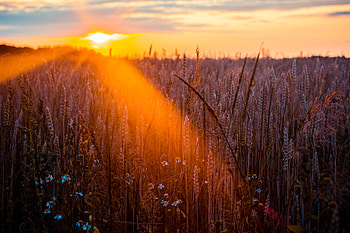 Wheat Field Sun Beams graphy , field, nature, sunbeam, graphy HD wallpaper